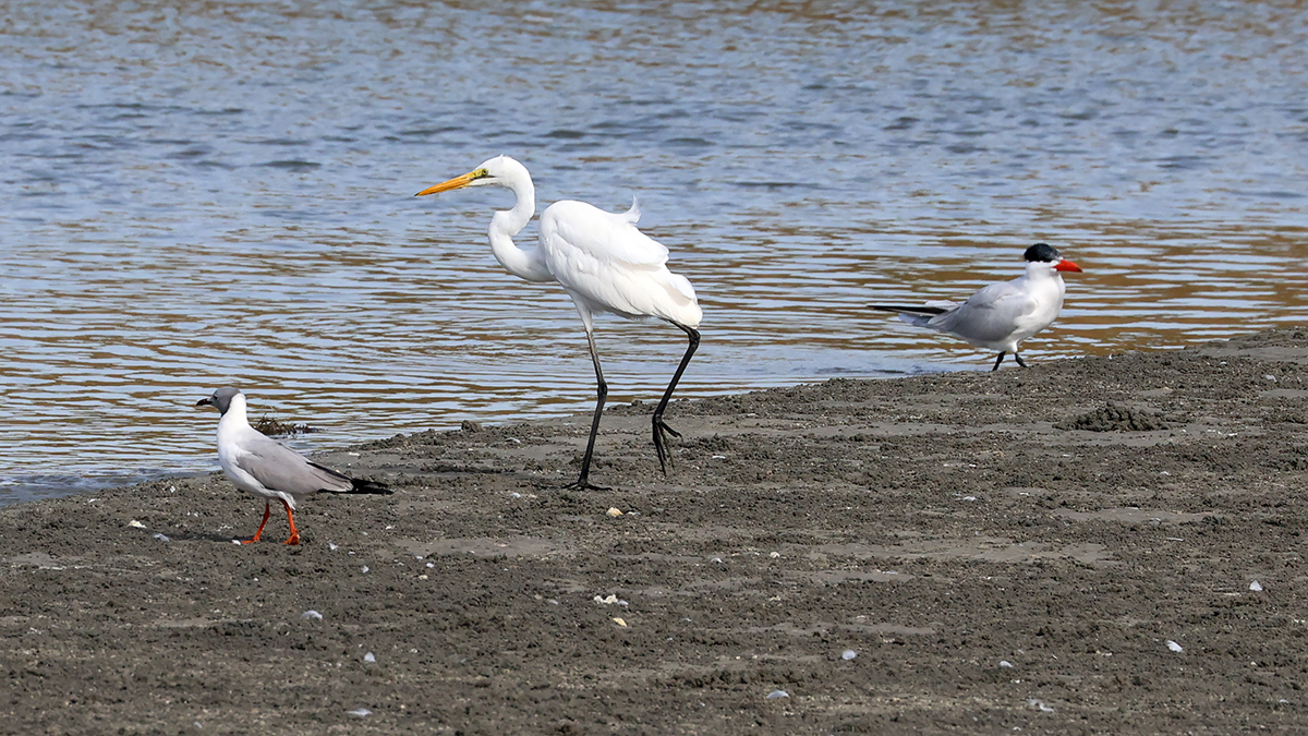 Grey-headed Gull, Great Egret, Caspian Gull